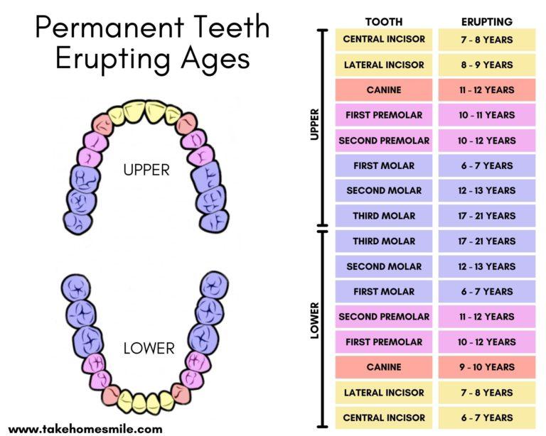 eruption teeth chart