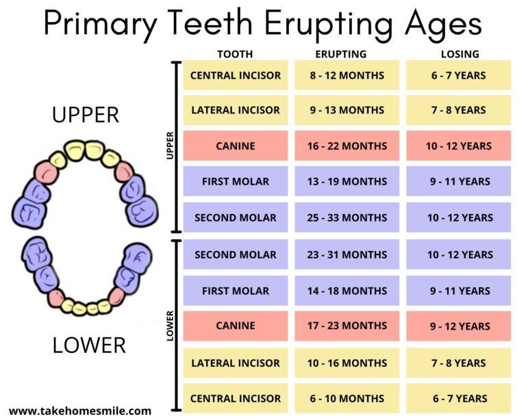 Eruption of teeth chart