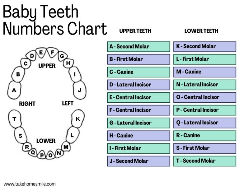 Understanding Teeth Numbers: A Visual Guide - Take Home Smile