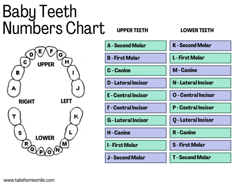 Primary Tooth Chart Letters | Portal.posgradount.edu.pe