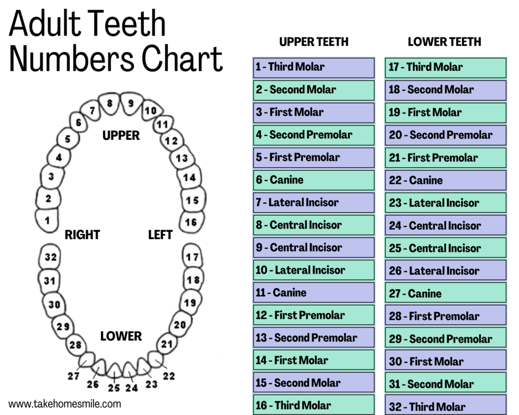 Understanding Teeth Numbers: A Visual Guide - Take Home Smile