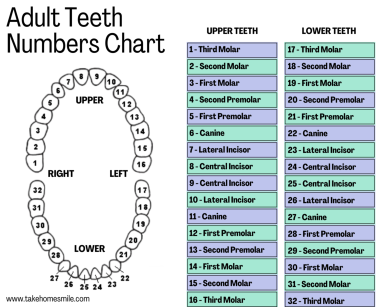 understanding-teeth-numbers-a-visual-guide-take-home-smile