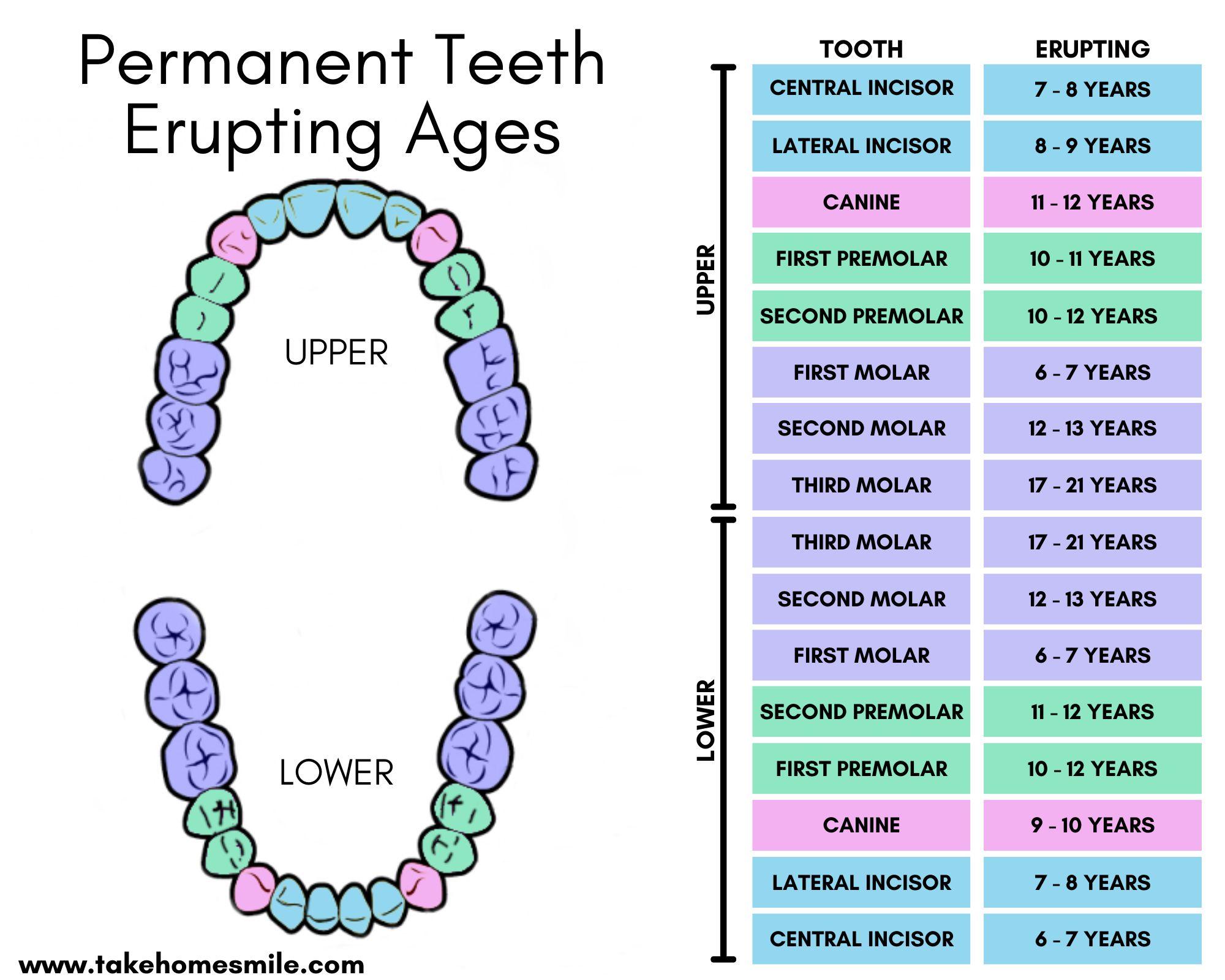 Eruption of Teeth Chart for Primary and Adult Teeth - Take Home Smile